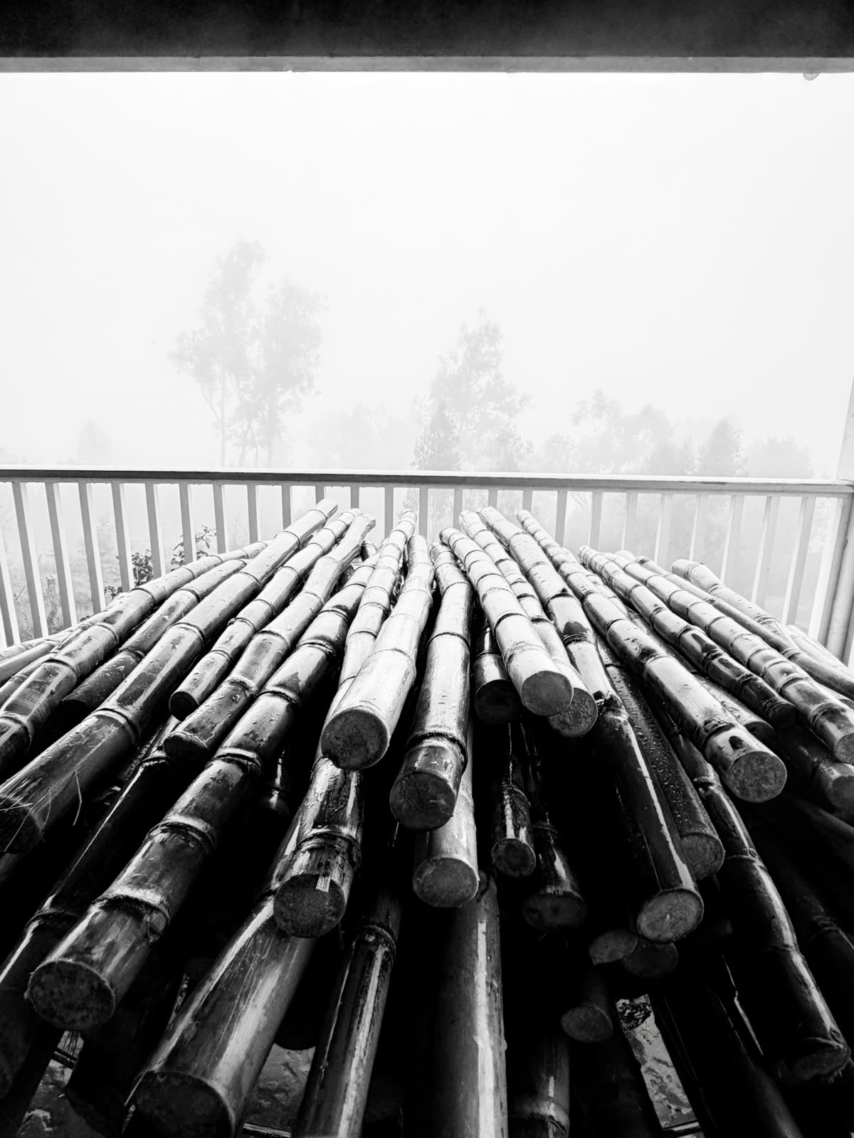 Sugar cane stalks in the fog