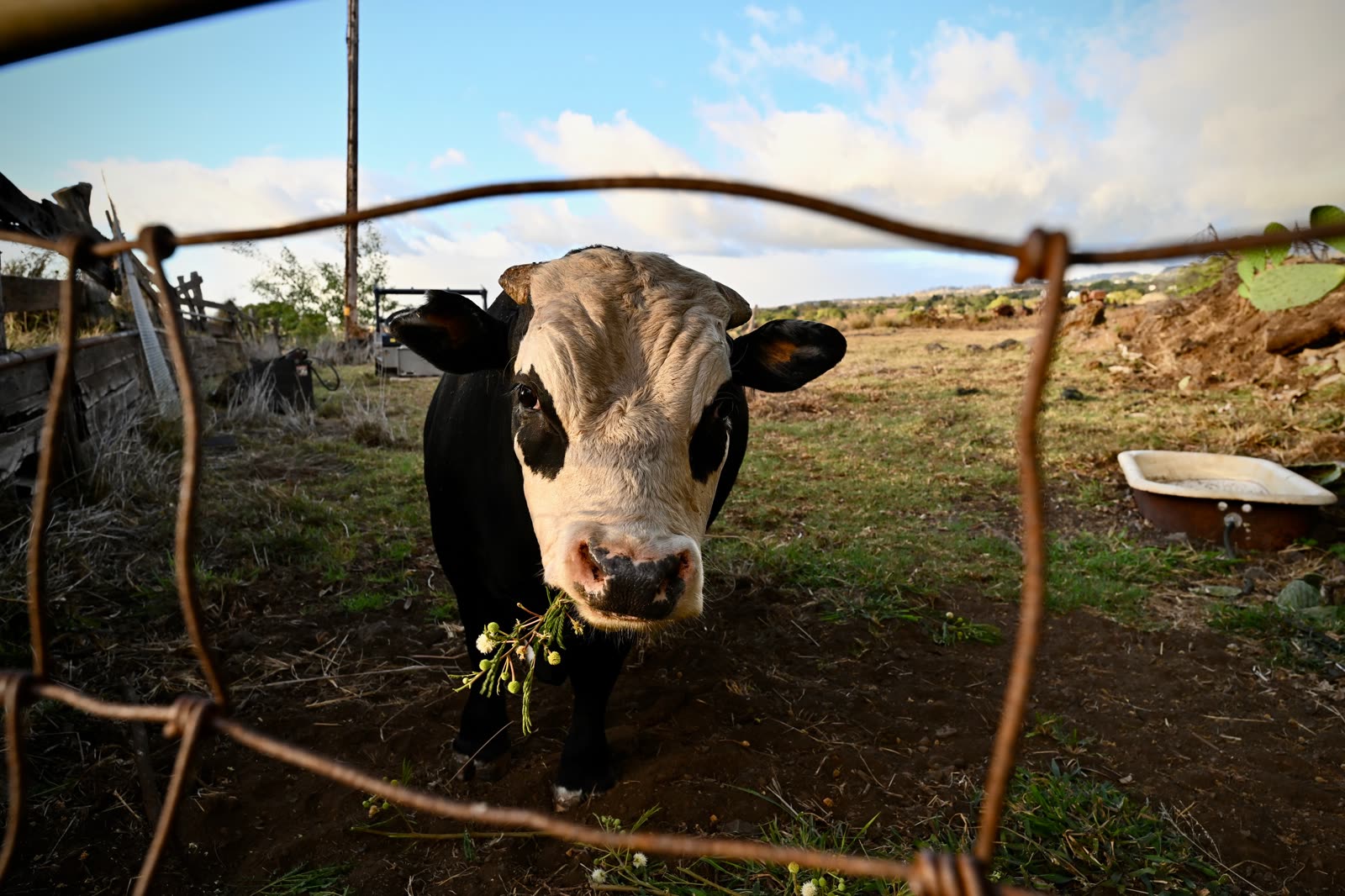 Maui cattle at golden hour