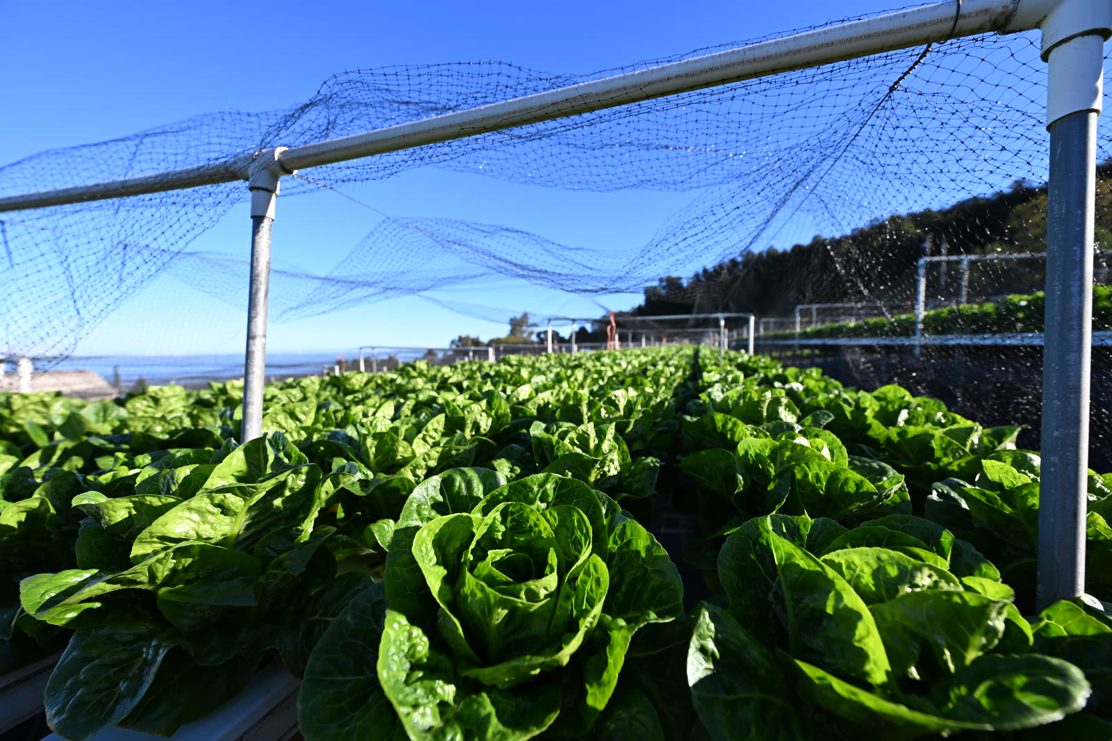 Kula romaine rows under bird netting